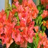 Bougainvillea Sundown Orange Bougainvillea 5 gal. Container