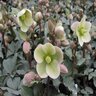 Helleborus X Walhelivor Ivory Prince Christmas Rose 2 gal. Container