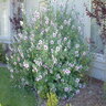 Lavatera Maritima Tree Mallow 5 gal. Container