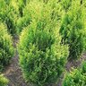 Thuja Plicata Daniellow Golden Spire Western Red Cedar 3 gal. Container
