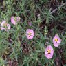 Cistus X Purpureus Orchid Rockrose 2 gal. Container