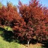 Acer Palmatum Suminagashi Japanese Maple 2.5 in. Caliper Ball and Burlap
