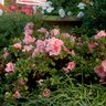 Rhododendron X Autumn Sunburst Encore Azalea 2 gal. Container