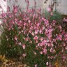 Gaura Lindheimeri Siskiyou Pink Gaura 1 gal. Container