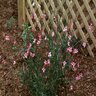 Gaura Lindheimeri Siskiyou Pink Gaura 1 gal. Container