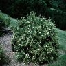 Potentilla Fruticosa McKays White Shrubby Cinquefoil 5 gal. Container