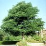 Gymnocladus Dioica Kentucky Coffeetree 1.75 in. Caliper Ball and Burlap