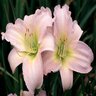 Hemerocallis X Catherine Woodbury Daylily 1 gal. Container