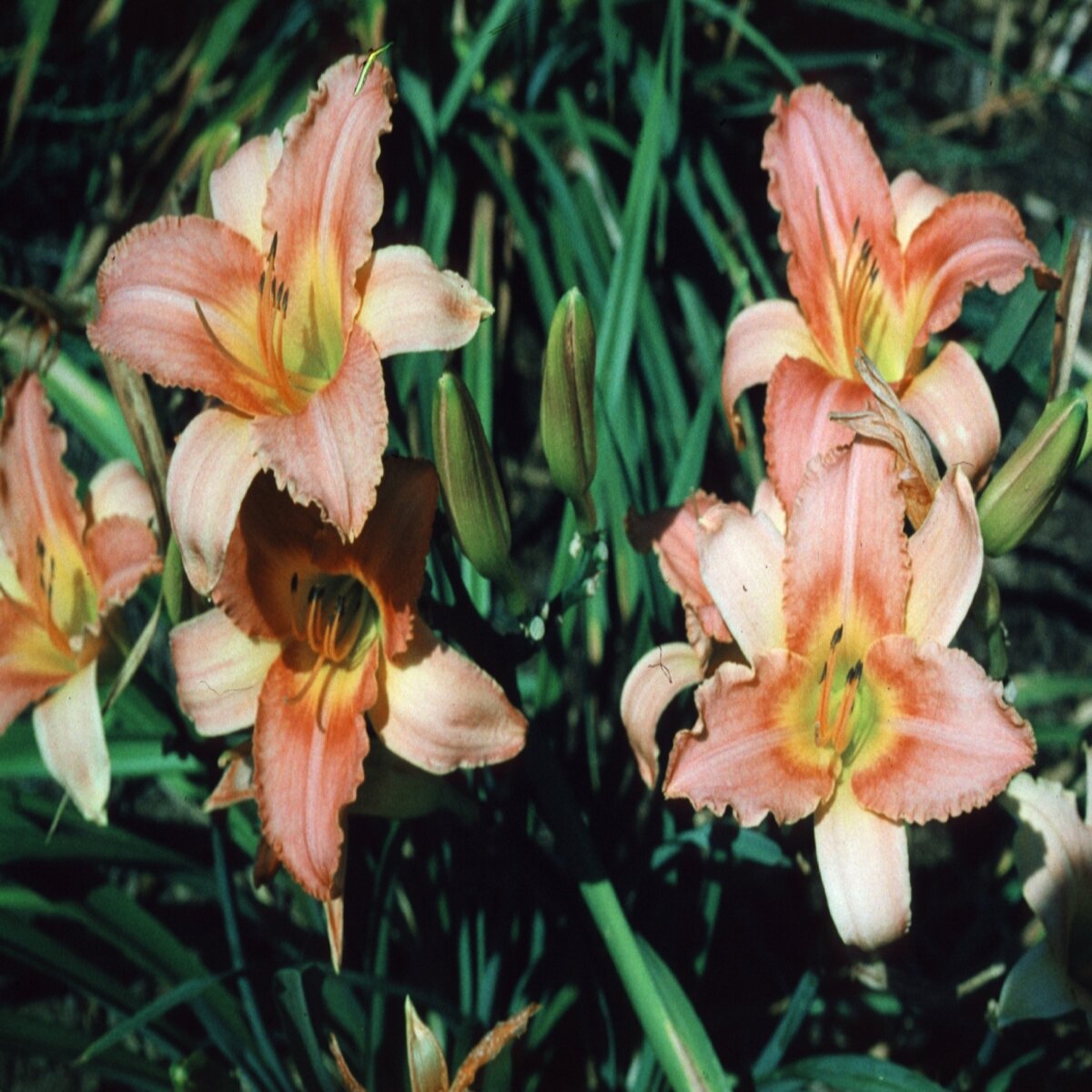 Hemerocallis x chicago sunrise daylily siteone