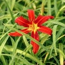 Hemerocallis X Crimson Pirate Daylily