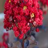 Lagerstroemia Indica Black Diamond Radiant Red Crape Myrtle 7 gal. Container