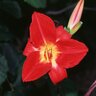 Hemerocallis X Red Volunteer Daylily