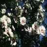 Hibiscus Syriacus Red Heart Rose of Sharon 3 gal. Container