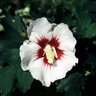 Hibiscus Syriacus Red Heart Rose of Sharon 3 gal. Container