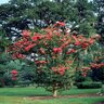 Lagerstroemia Indica X Fauriei Tuskegee Crape Myrtle Tree Form Standard 45 gal. Container