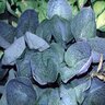 Hosta Big Daddy Plantain Lily 1 gal. Container