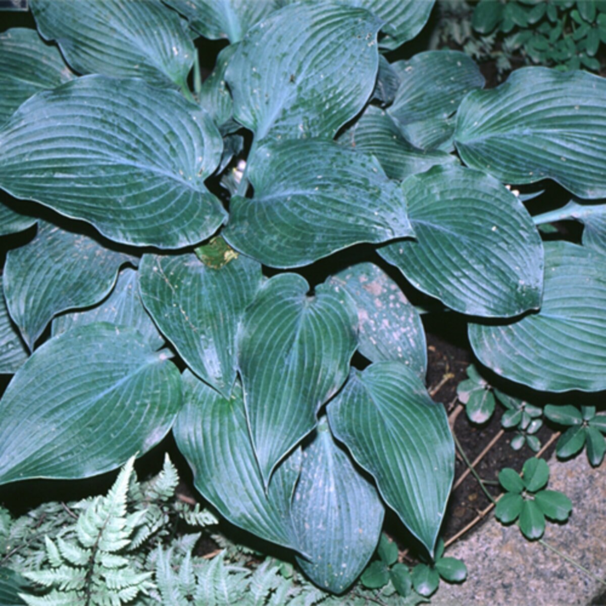 Hosta Blue Wedgwood Plantain Lily | SiteOne US