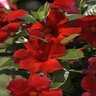 Mandevilla X Sun Parasol Sunmandecrikin Giant Crimson Mandevilla 3 gal. Container