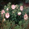 Hibiscus moscheutos Rose Mallow 2 gal. Container