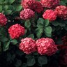 Hydrangea Macrophylla Alpenglow Big Leaf Hydrangea
