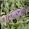 Buddleia x Color Choice Summer Skies Butterfly Bush