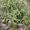 Buddleia x Color Choice Summer Skies Butterfly Bush