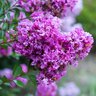 Lagerstroemia X Early Bird Purple Crape Myrtle