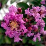 Lagerstroemia X Early Bird Purple Crape Myrtle