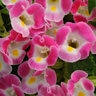 Torenia Fournieri Kauai Mix Wishbone Flowers