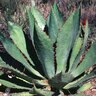 Agave Bovicornuta Cowhorn Agave 5 gal. Container
