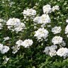 Iberis Sempervirens Purity Candytuft 1 gal. Container