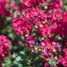 Lagerstroemia X Princess Kylie Garden Debut Crape Myrtle 3 gal. Container