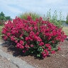 Lagerstroemia X Princess Kylie Garden Debut Crape Myrtle 3 gal. Container