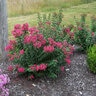 Lagerstroemia X Princess Kylie Garden Debut Crape Myrtle 3 gal. Container