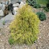 Chamaecyparis Pisifera Kings Gold Sawara Cypress 3 gal. Container