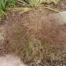 Eragrostis Spectabilis Purple Lovegrass SP2 Container