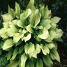 Hosta Sun Power Plantain Lily