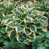 Hosta Twilight Plantain Lily