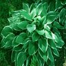 Hosta Francee Plantain Lily 1 gal. Container
