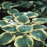 Hosta Sieboldiana Frances Williams Plantain Lily 3 gal. Container