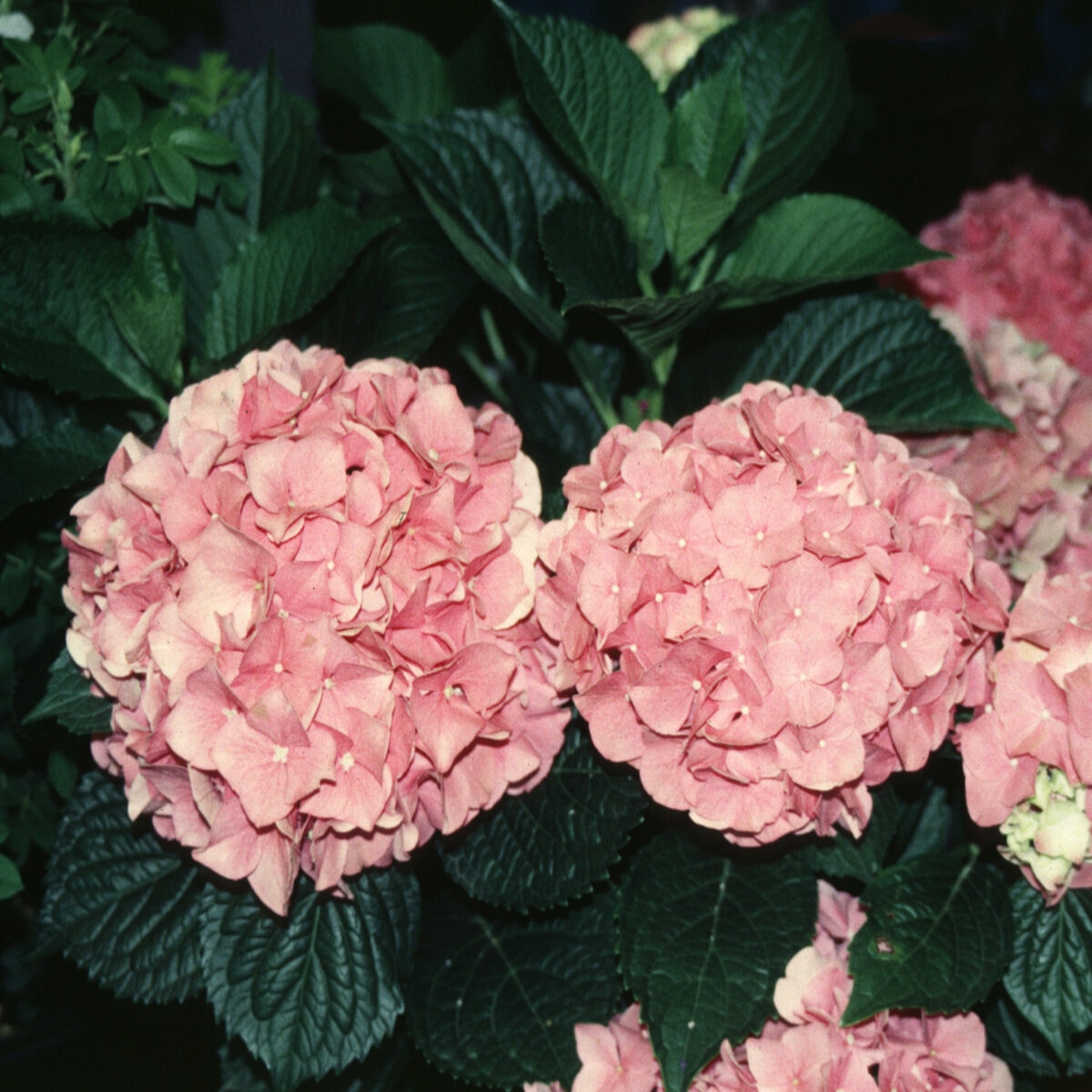 Hydrangea Macrophylla Forever Pink Big Leaf Hydrangea | SiteOne US