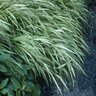 Hakonechloa Macra Japanese Forest Grass 2 gal. Container