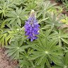 Lupinus Polyphyllus The Governor Lupine