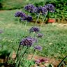 Allium Caeruleum Ornamental Onion