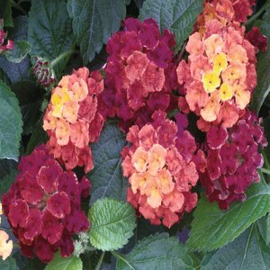 Lantana camara Bandana Cherry Lantana 1 gal. Container