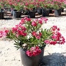 Nerium Oleander Dwarf Red Oleander 5 gal. Container