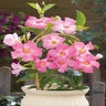 Mandevilla X Sun Parasol Sunmandecos Giant Pink Mandevilla Staked 5 gal. Container