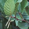 Alnus Serrulata Smooth Alder 1 gal. Container