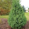 Juniperus X Star Power Juniper 5 ft. Height Ball and Burlap