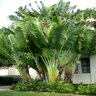 Ravenala Madagascariensis Travellers Palm 25-30 gal. Container